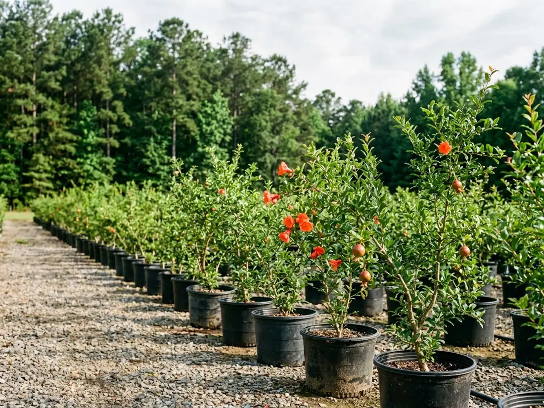 A row of young potted pomegranate trees with orange-red blossoms and small fruit on a gravel path